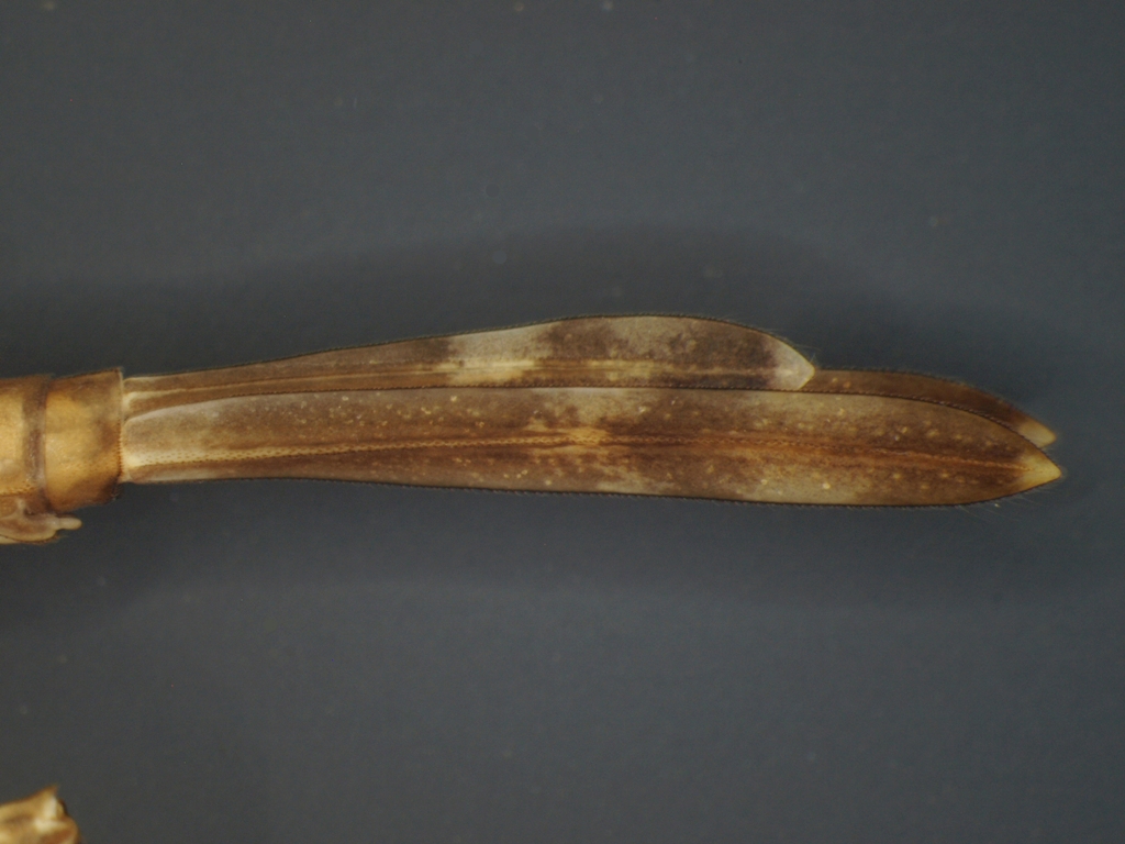 Calopteryx splendens